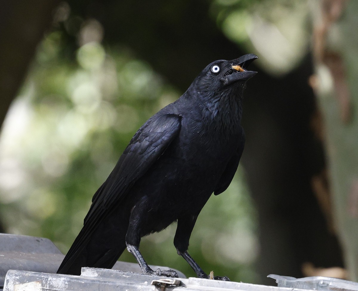 Torresian Crow - ML625818980