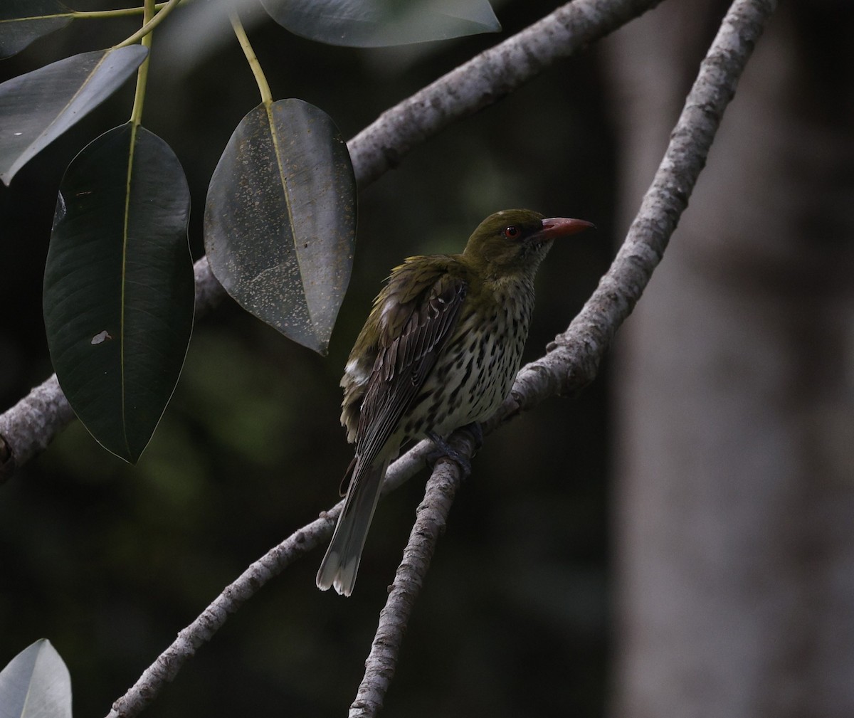 Olive-backed Oriole - ML625818985