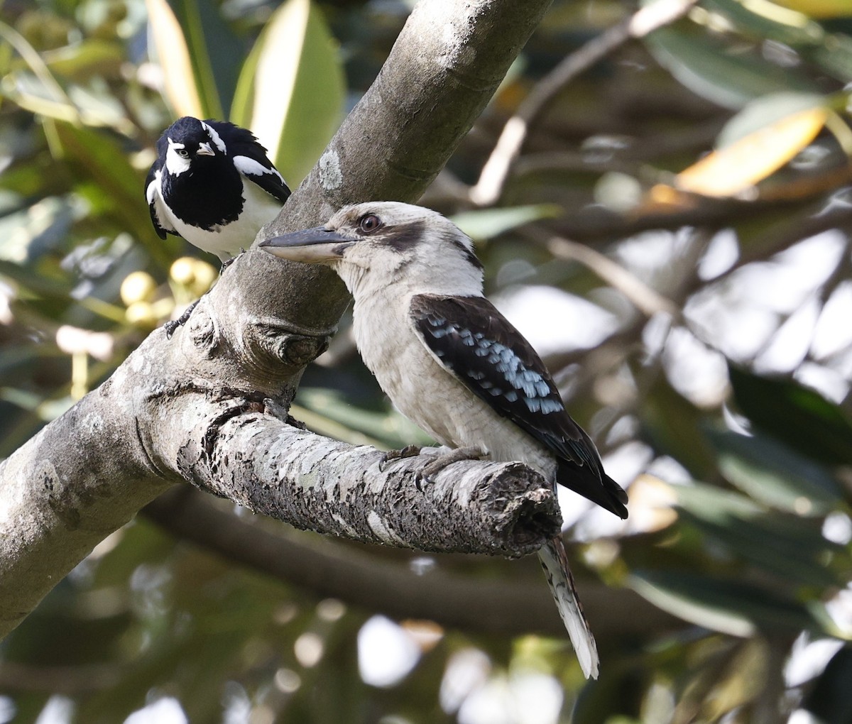 Laughing Kookaburra - ML625819019