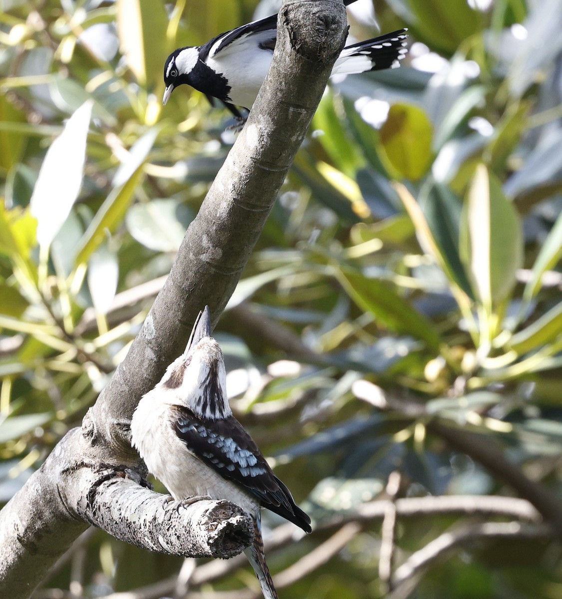 Laughing Kookaburra - ML625819020