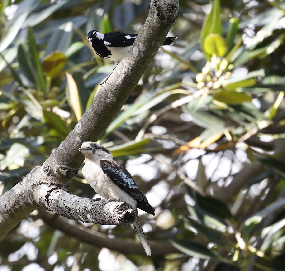 Magpie-lark - ML625819047
