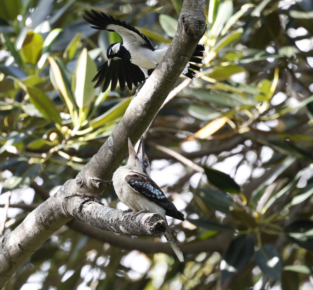 Magpie-lark - ML625819048