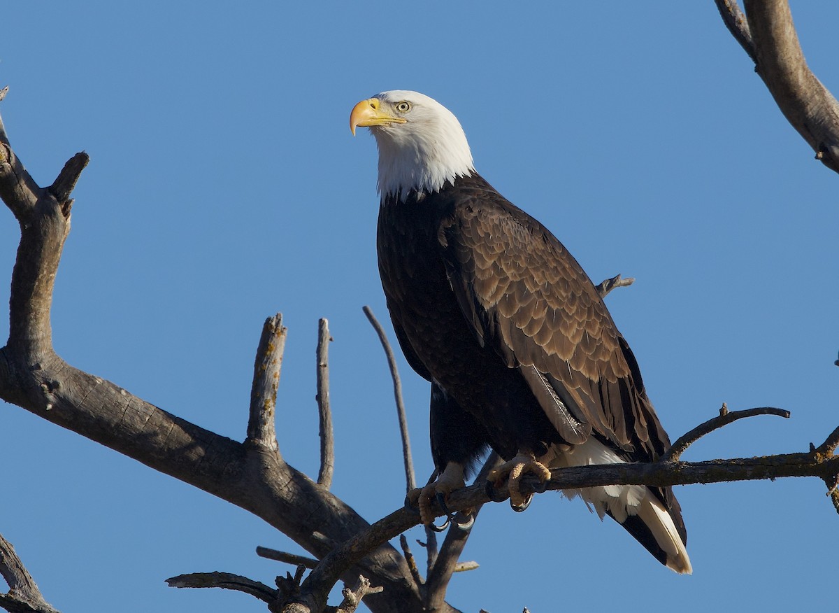 Bald Eagle - ML625819049