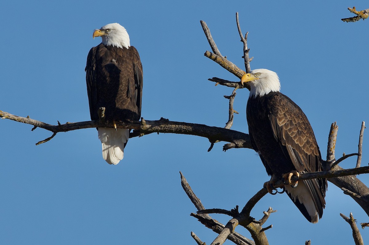 Bald Eagle - ML625819053