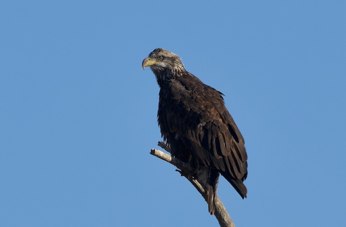 Bald Eagle - ML625819065