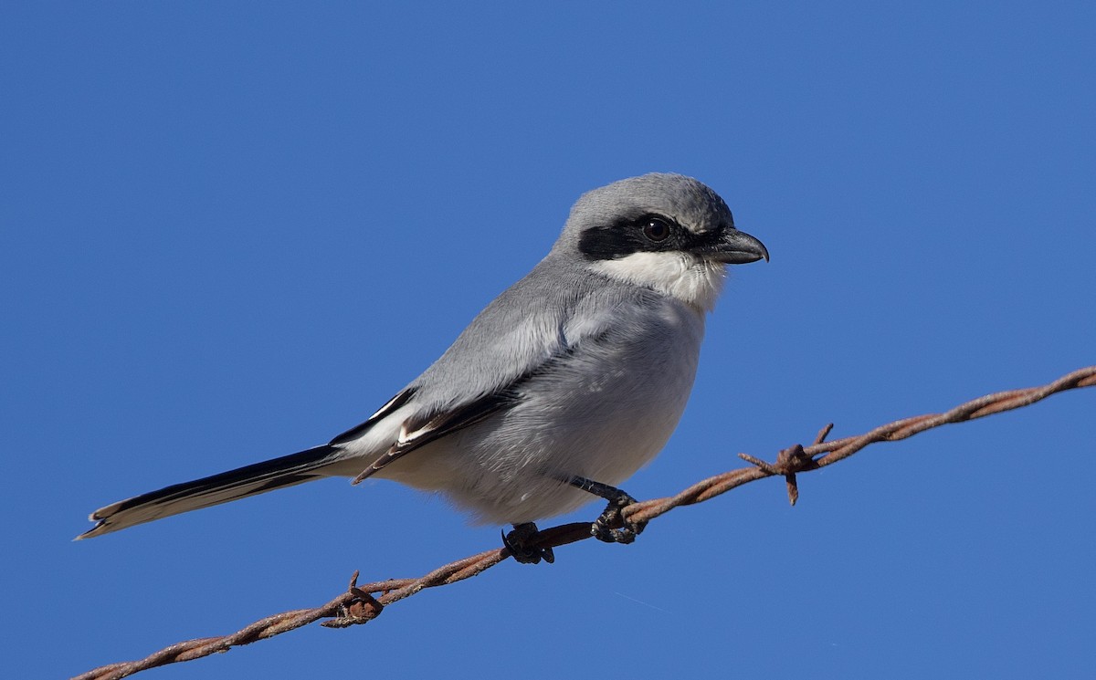 Loggerhead Shrike - ML625819067