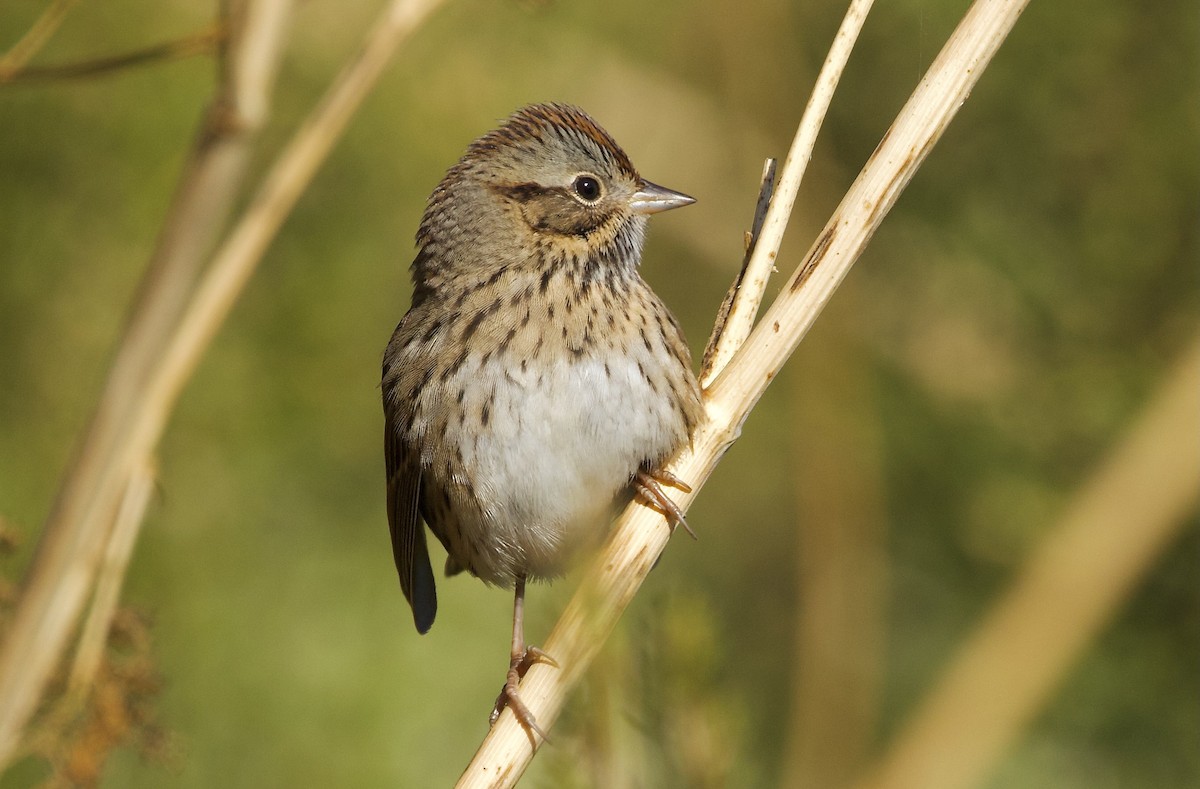 Lincoln's Sparrow - ML625819084