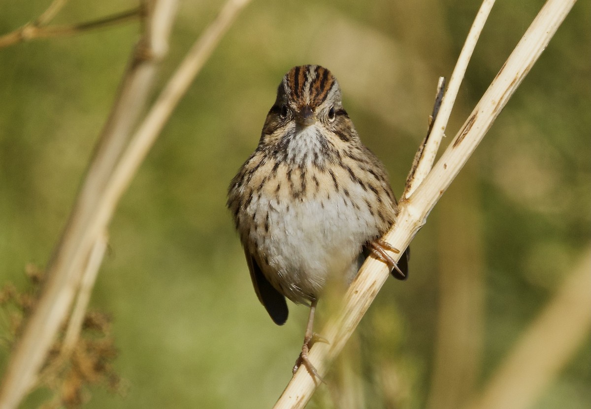 Lincoln's Sparrow - ML625819088