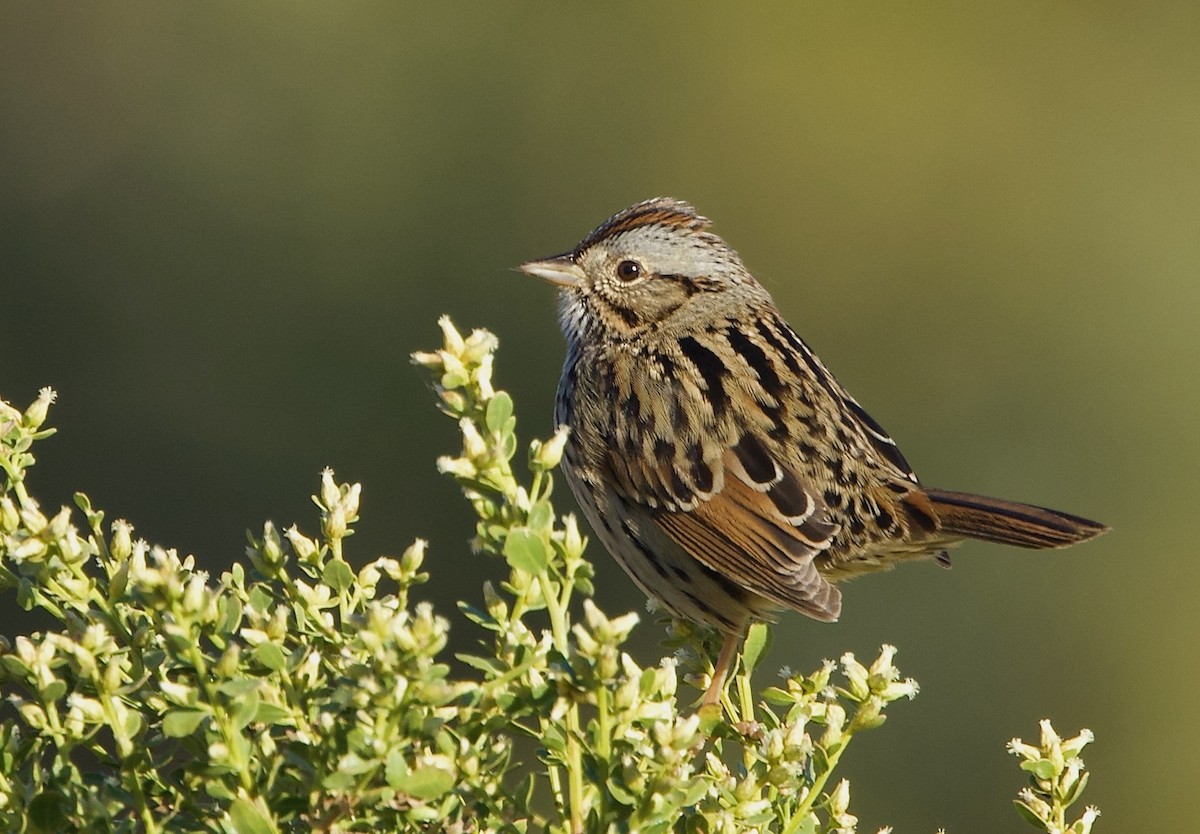 Lincoln's Sparrow - ML625819112