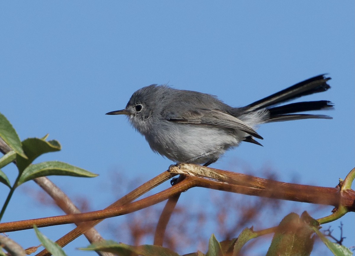 Blue-gray Gnatcatcher - ML625819125