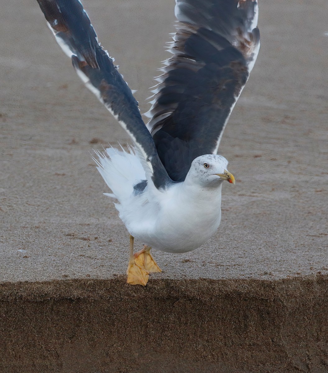 Lesser Black-backed Gull - ML625819145