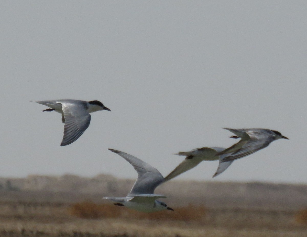 Gull-billed Tern - ML625819150