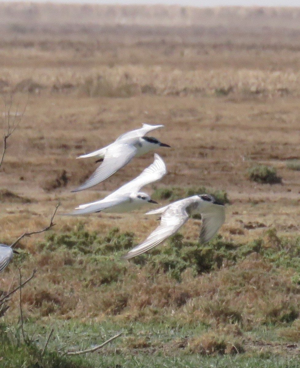 Gull-billed Tern - ML625819151