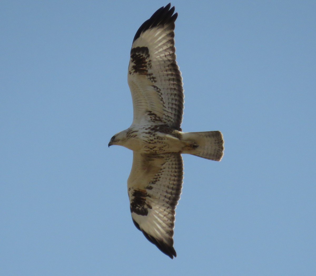 Long-legged Buzzard - ML625819165