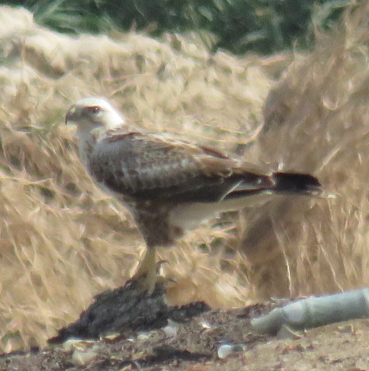 Long-legged Buzzard - ML625819166