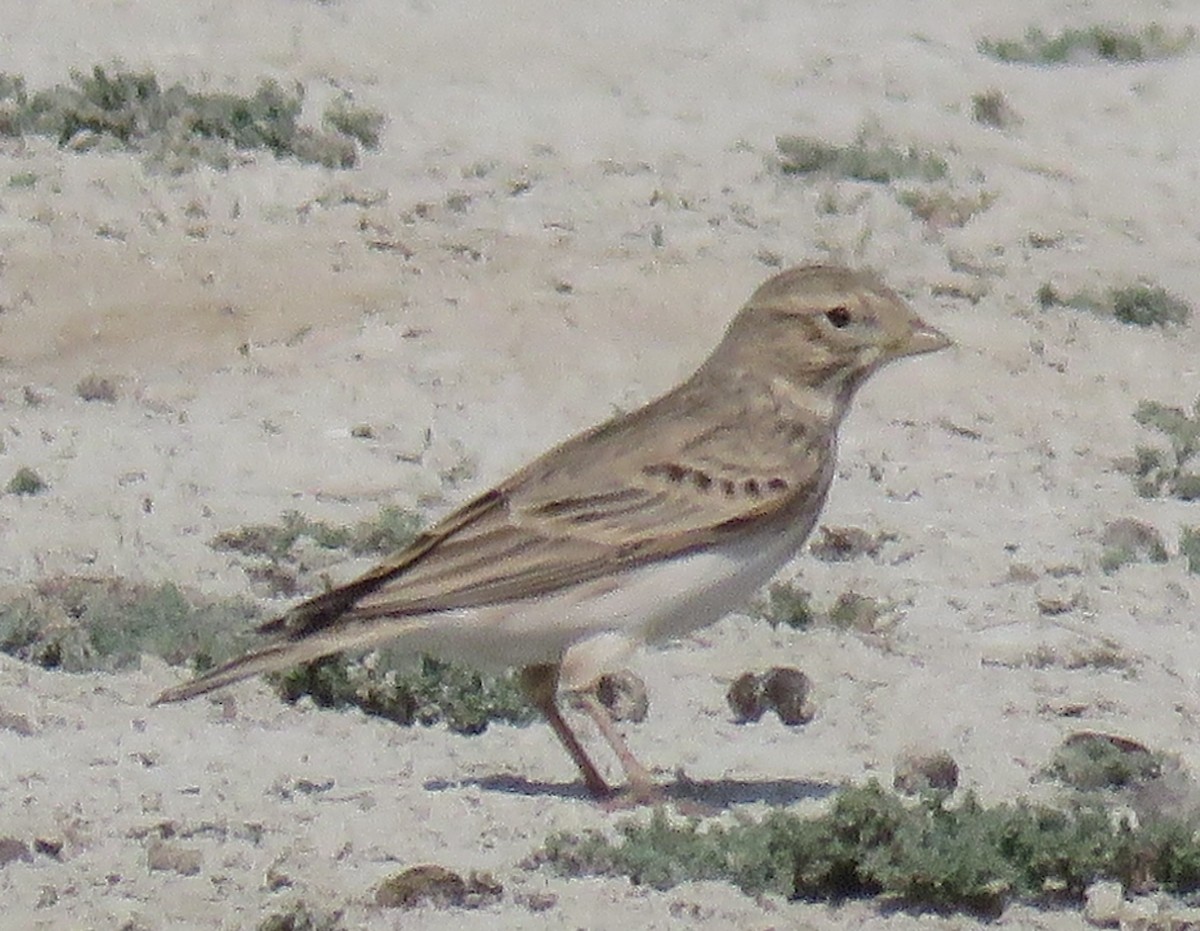 Turkestan Short-toed Lark - ML625819170