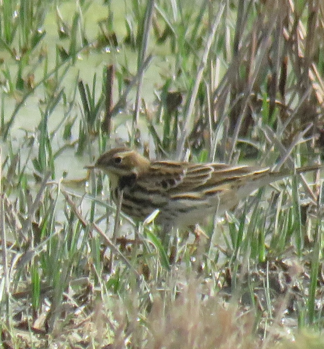 Meadow Pipit - ML625819174