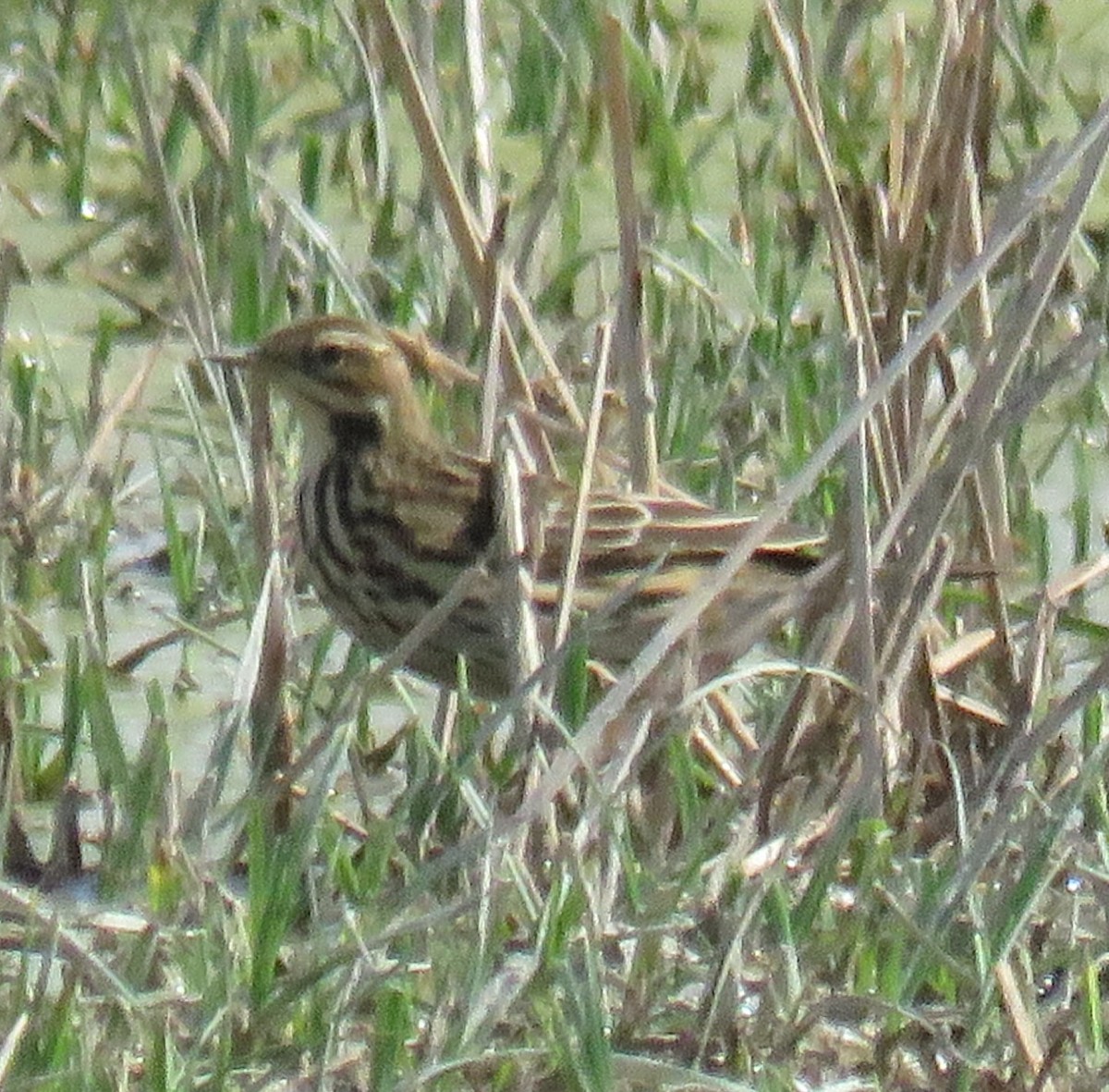 Meadow Pipit - ML625819175