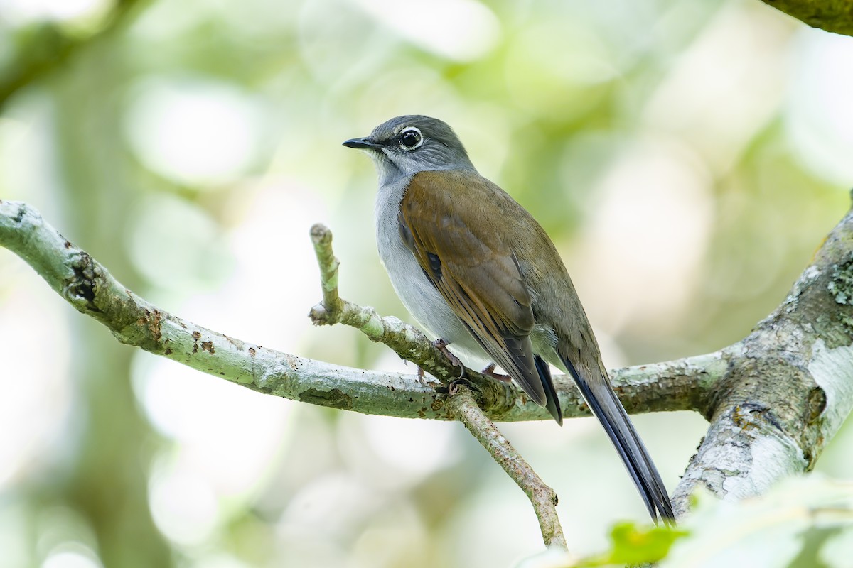 Brown-backed Solitaire - ML625819197