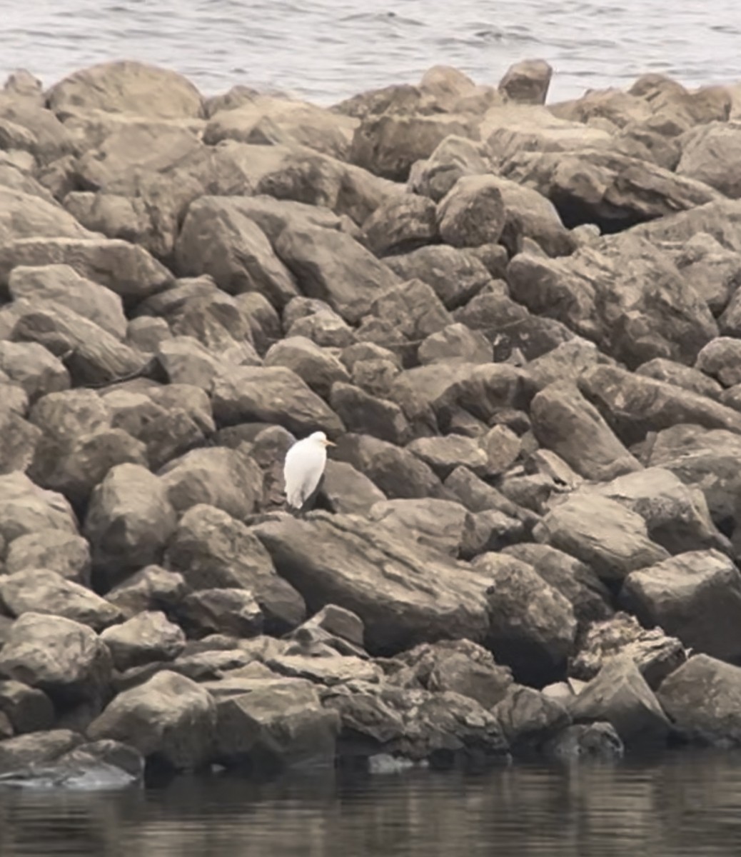 Western Cattle-Egret - ML625819220