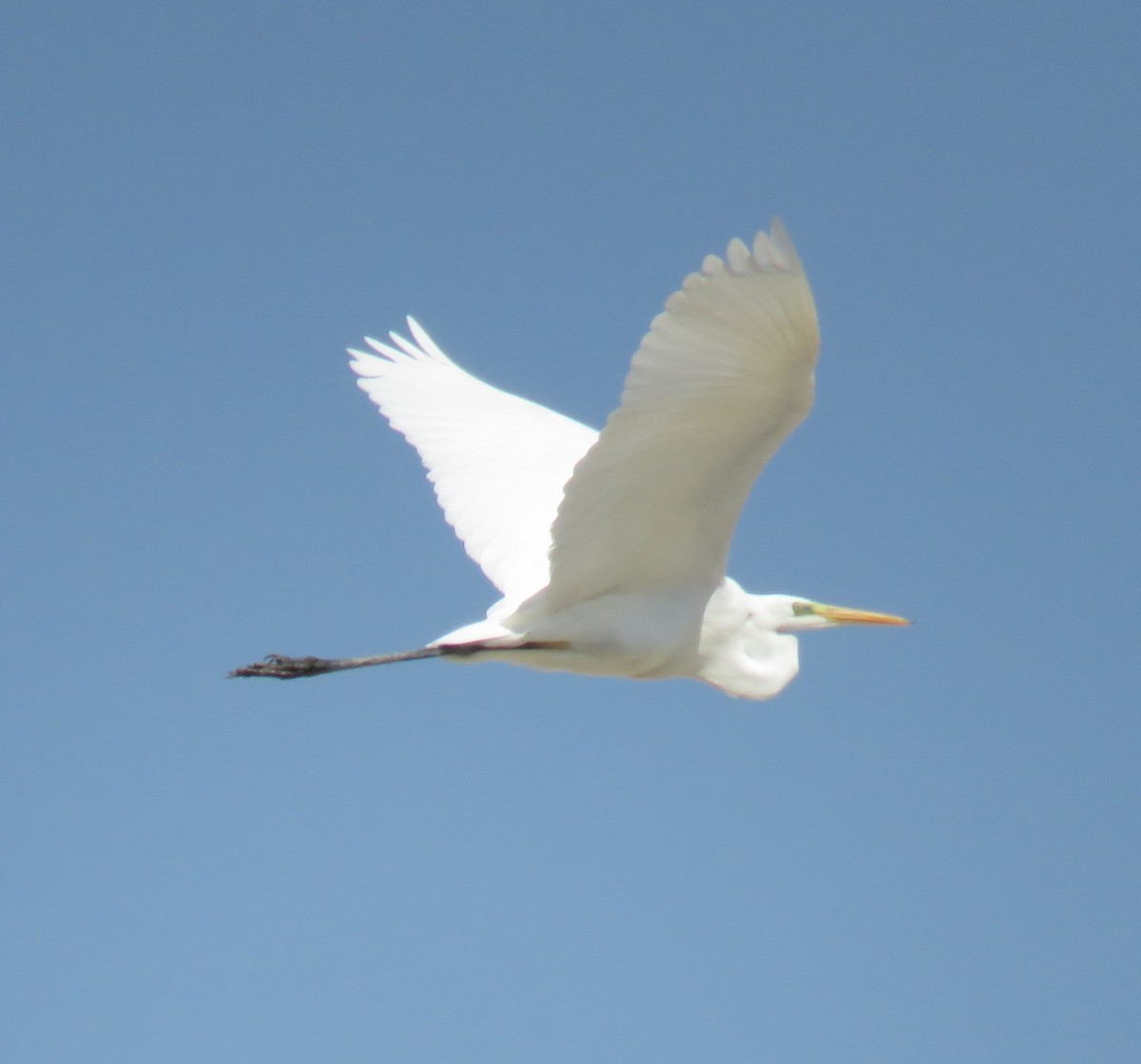 Great Egret - ML625819277