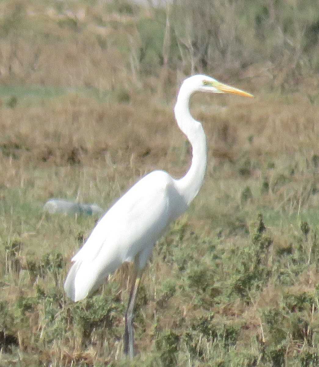 Great Egret - ML625819278