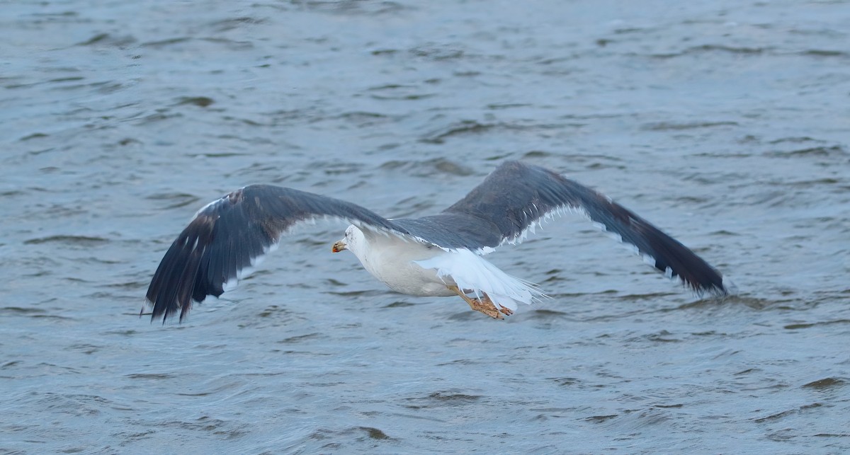 Lesser Black-backed Gull - ML625819306