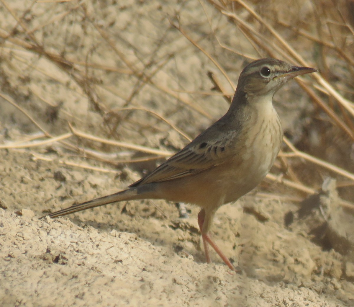 Long-billed Pipit - ML625819313