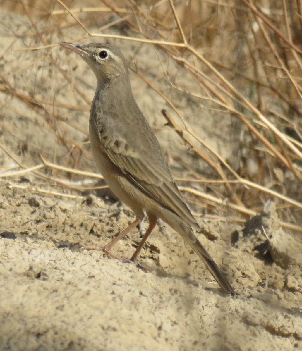 Long-billed Pipit - ML625819314