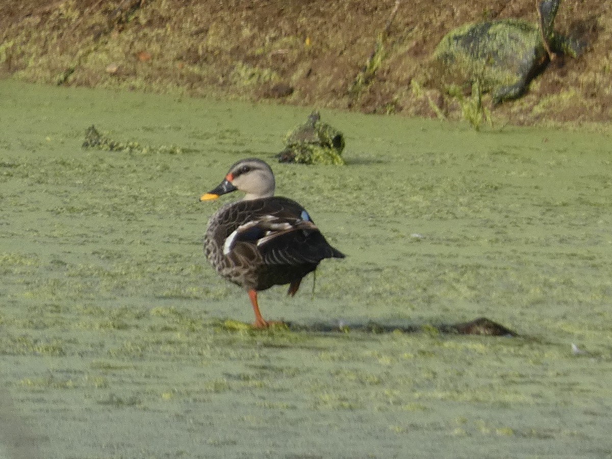 Indian Spot-billed Duck - ML625819352