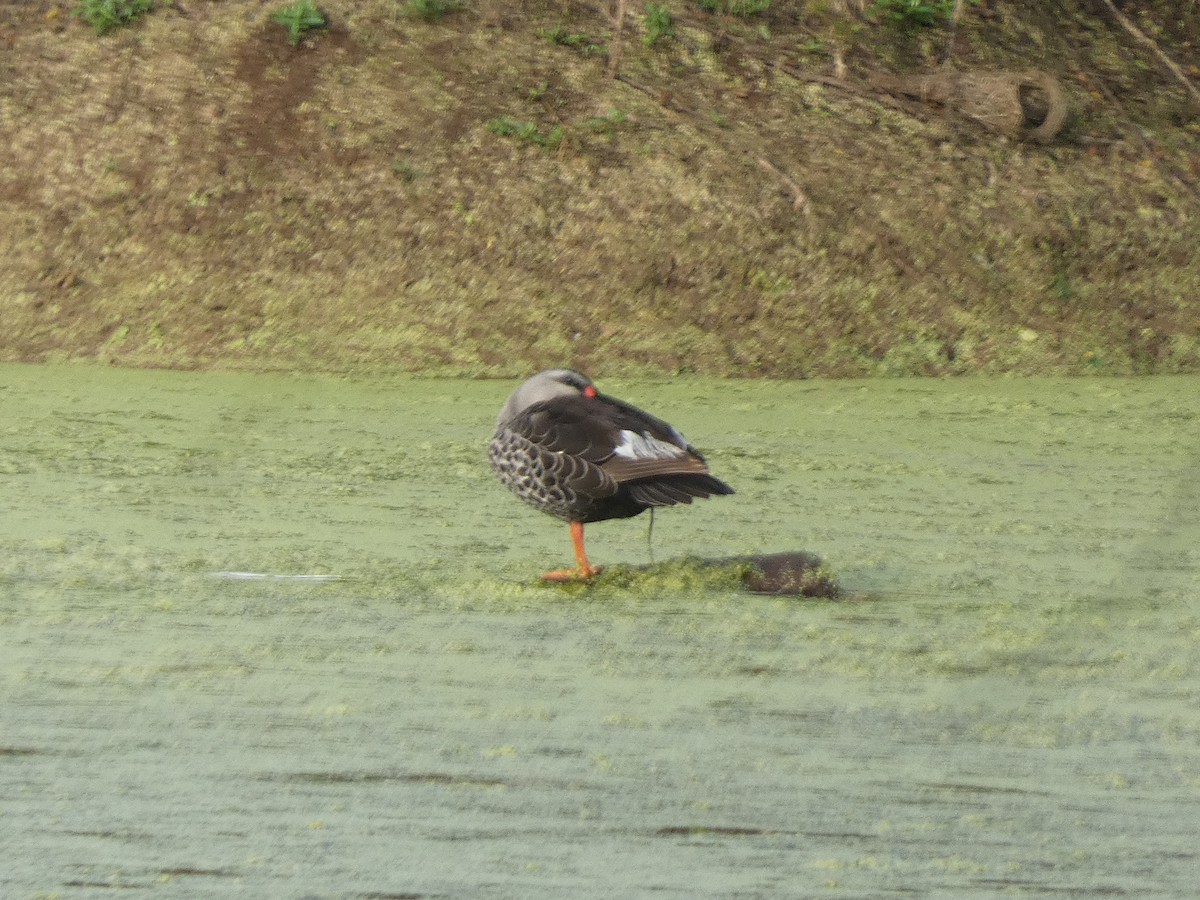 Indian Spot-billed Duck - ML625819353