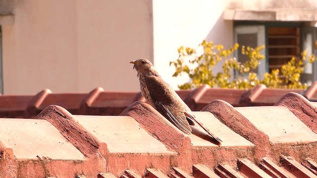 Common Hawk-Cuckoo - ML625819504