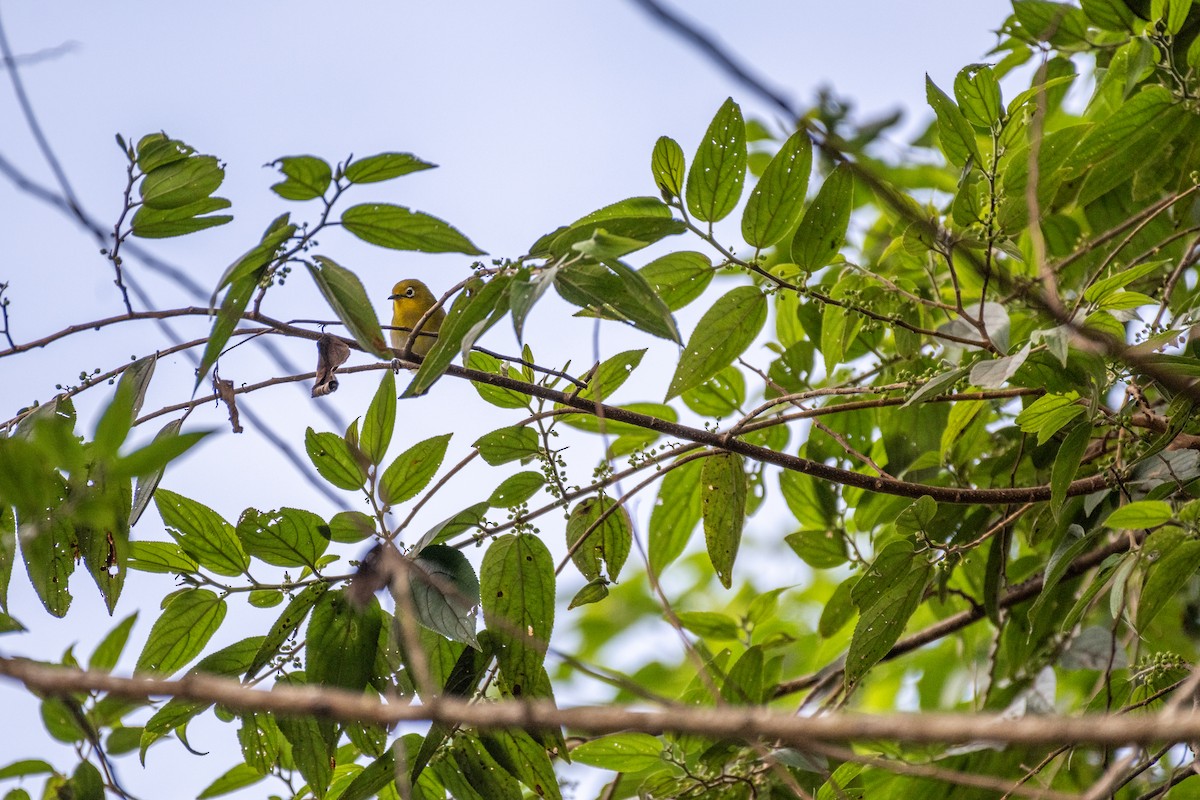 Fiji White-eye - ML625819519