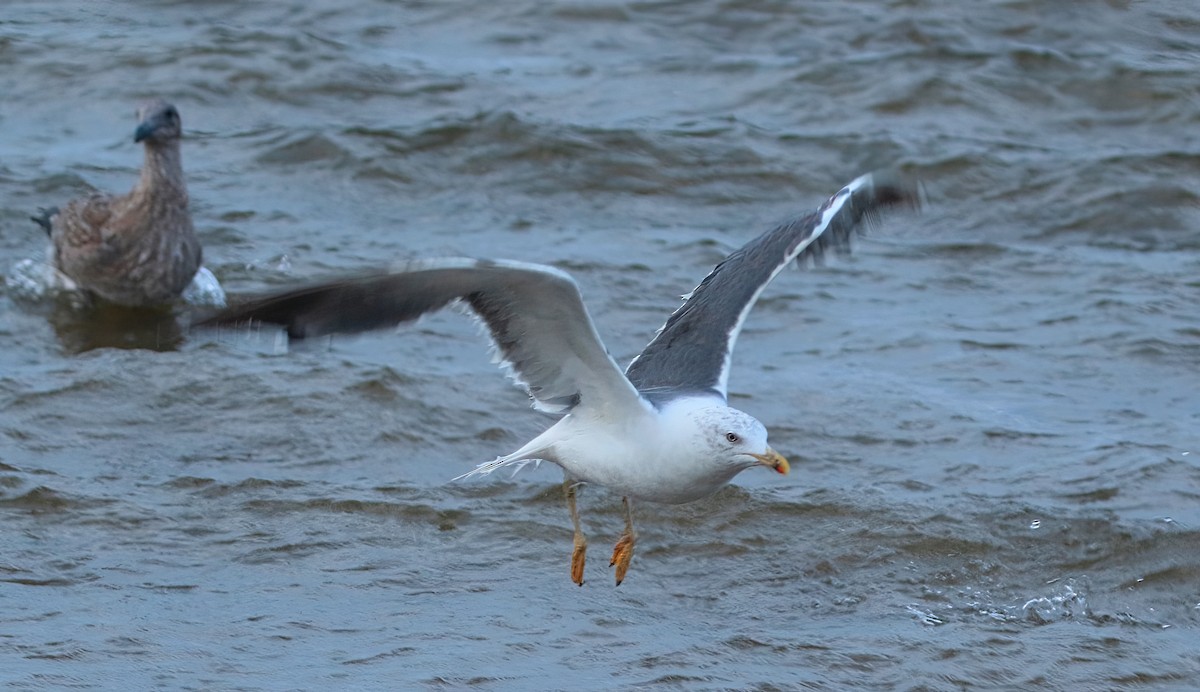 Lesser Black-backed Gull - ML625819581