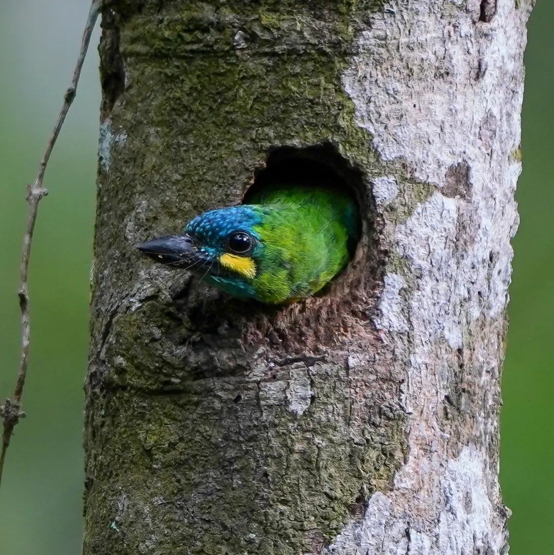 Yellow-eared Barbet - ML625819659