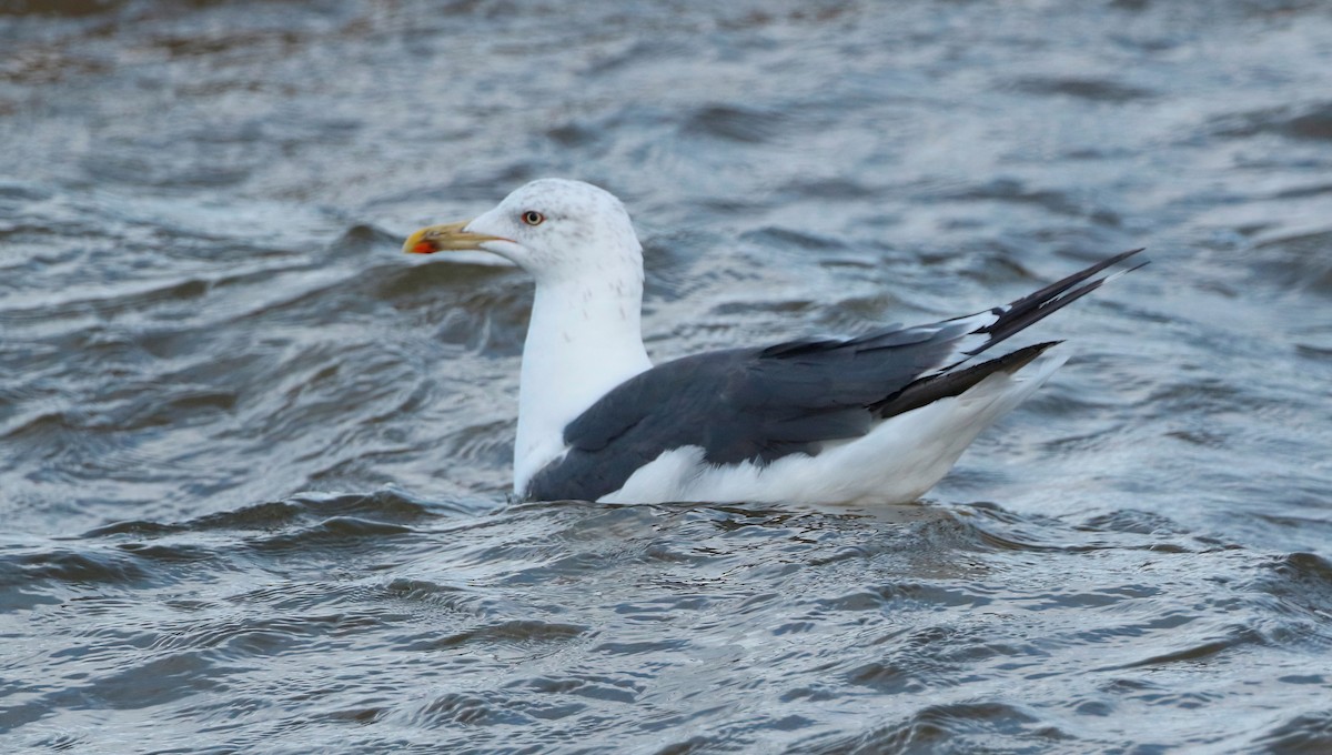 Lesser Black-backed Gull - ML625819698