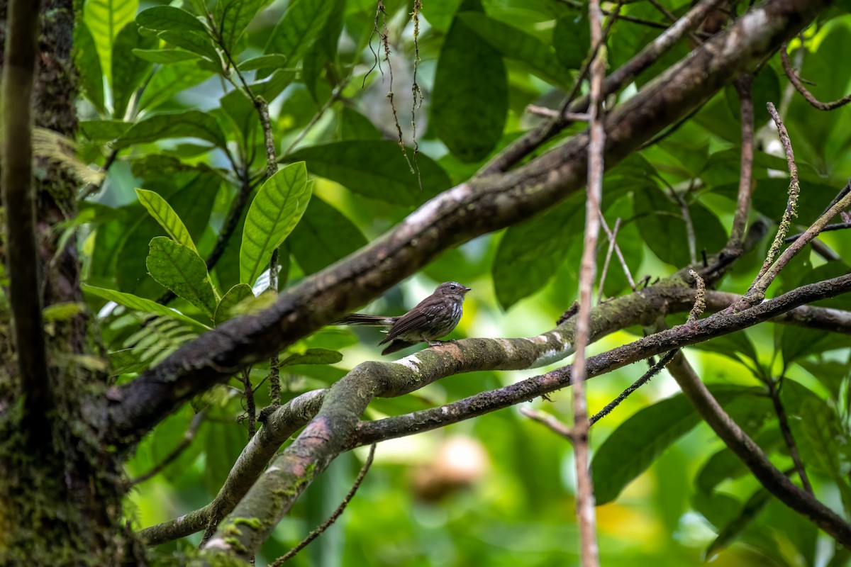 Fiji Streaked Fantail - ML625819744