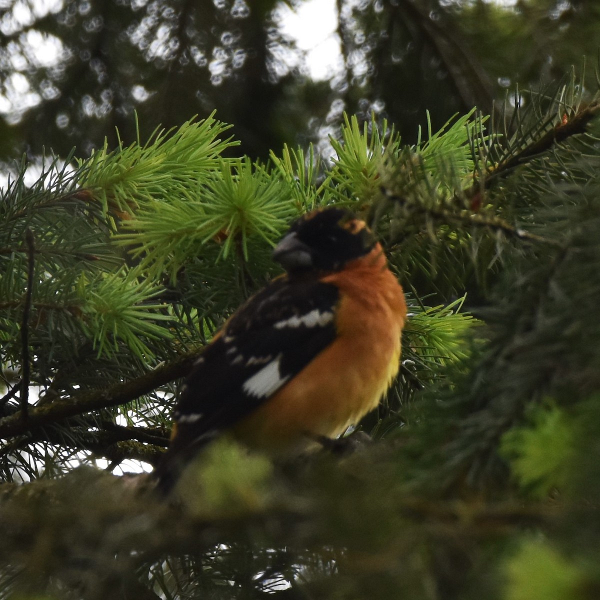 Black-headed Grosbeak - ML625819833
