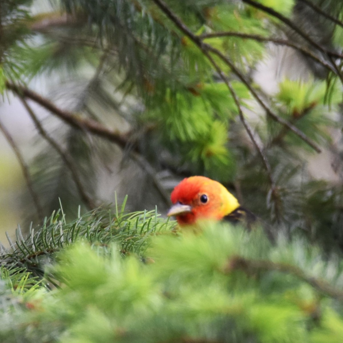 Western Tanager - ML625819839