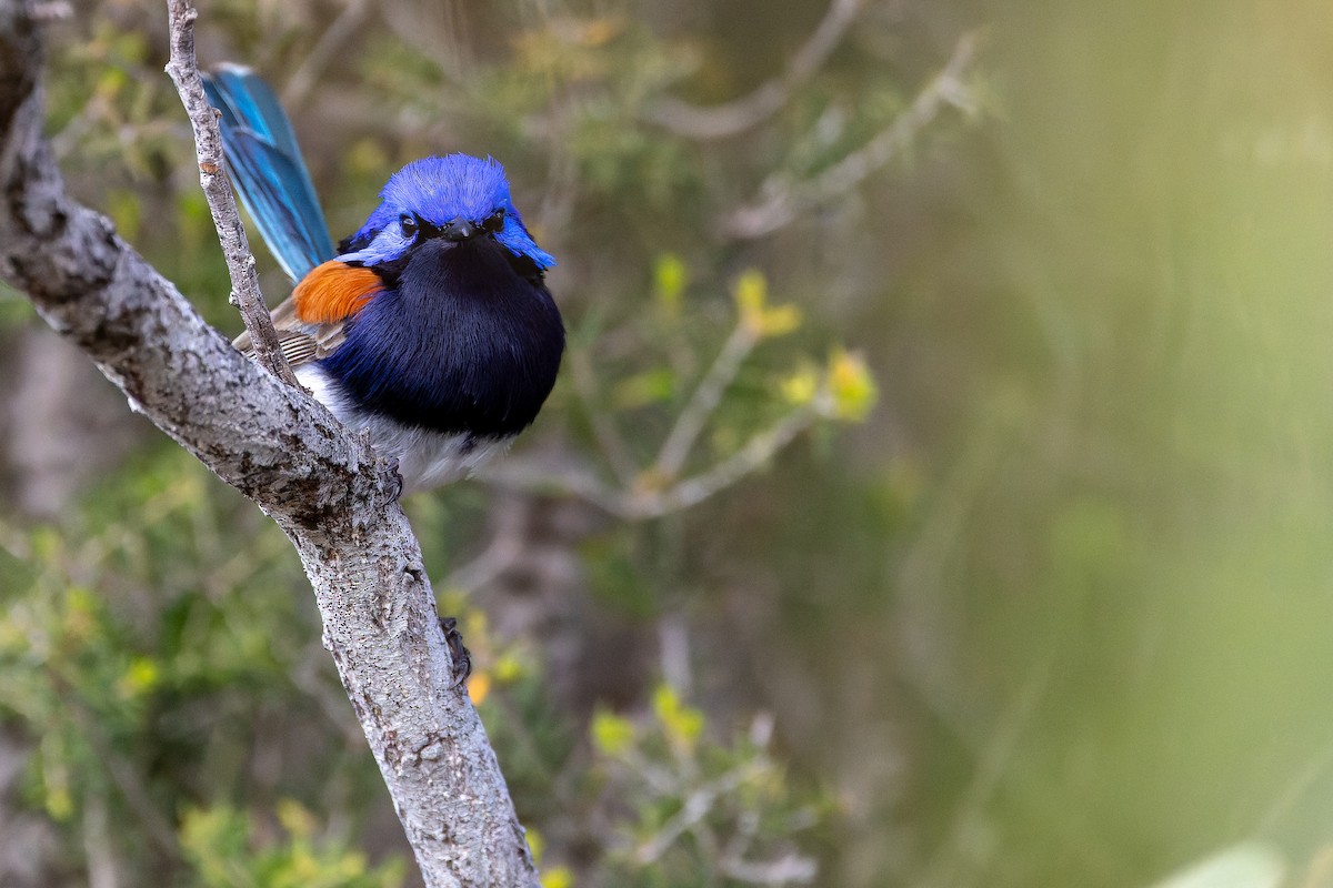 Mérion à gorge bleue - ML625819935