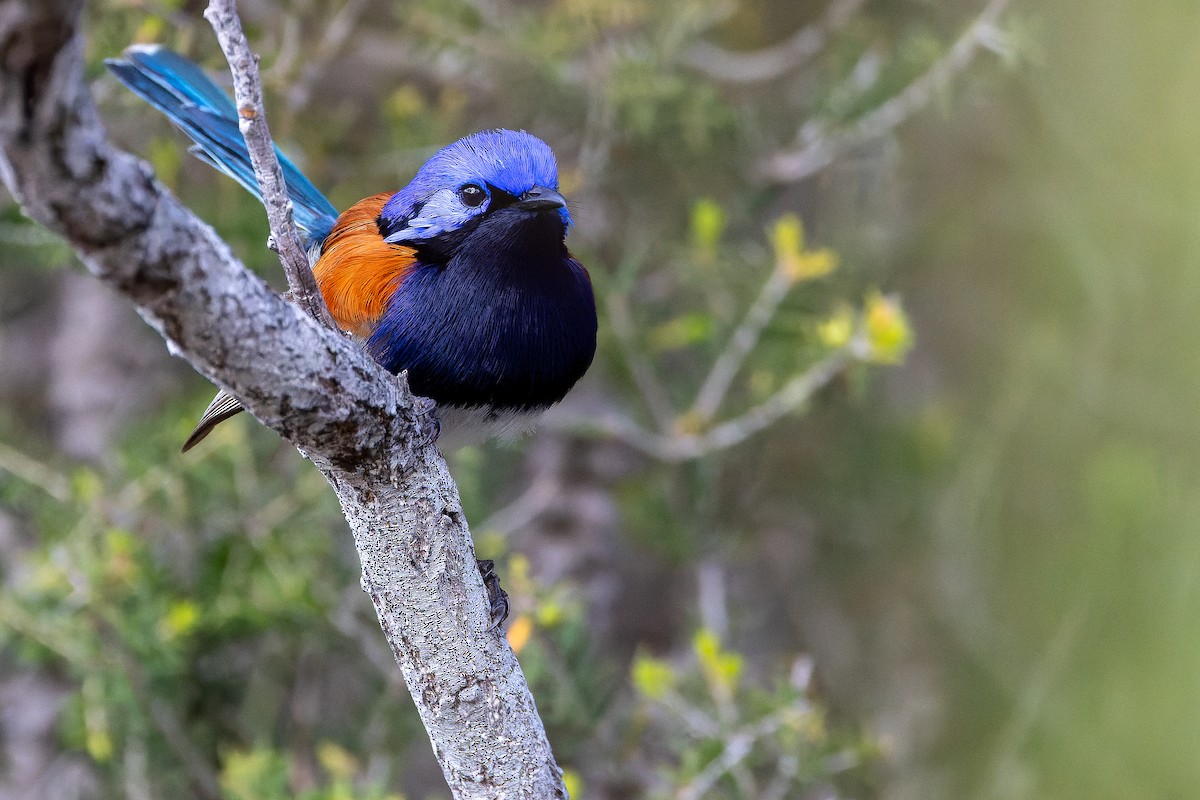 Mérion à gorge bleue - ML625819936