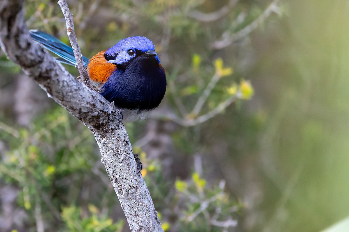 Mérion à gorge bleue - ML625819937