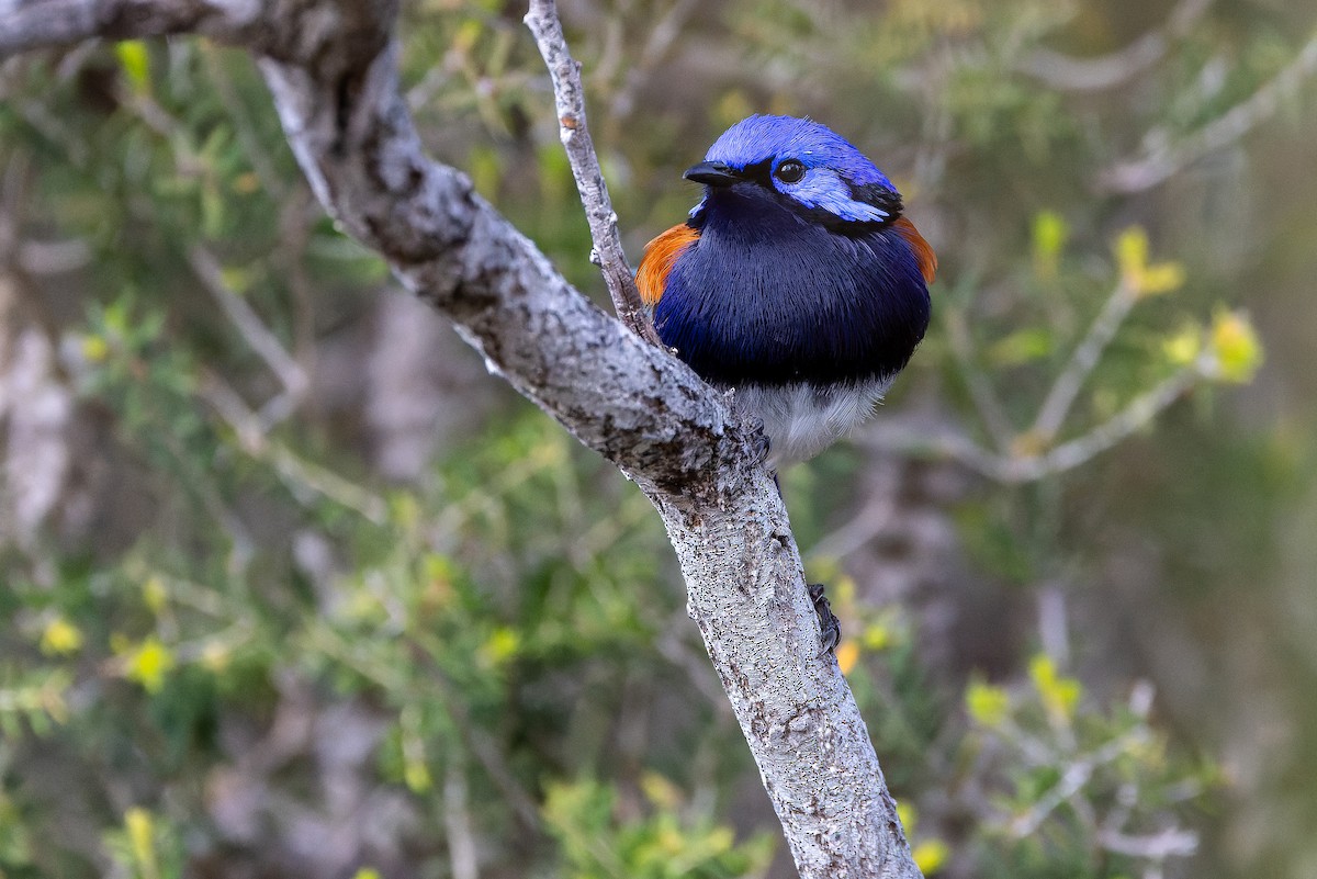 Mérion à gorge bleue - ML625819938