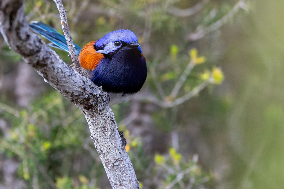 Mérion à gorge bleue - ML625819941