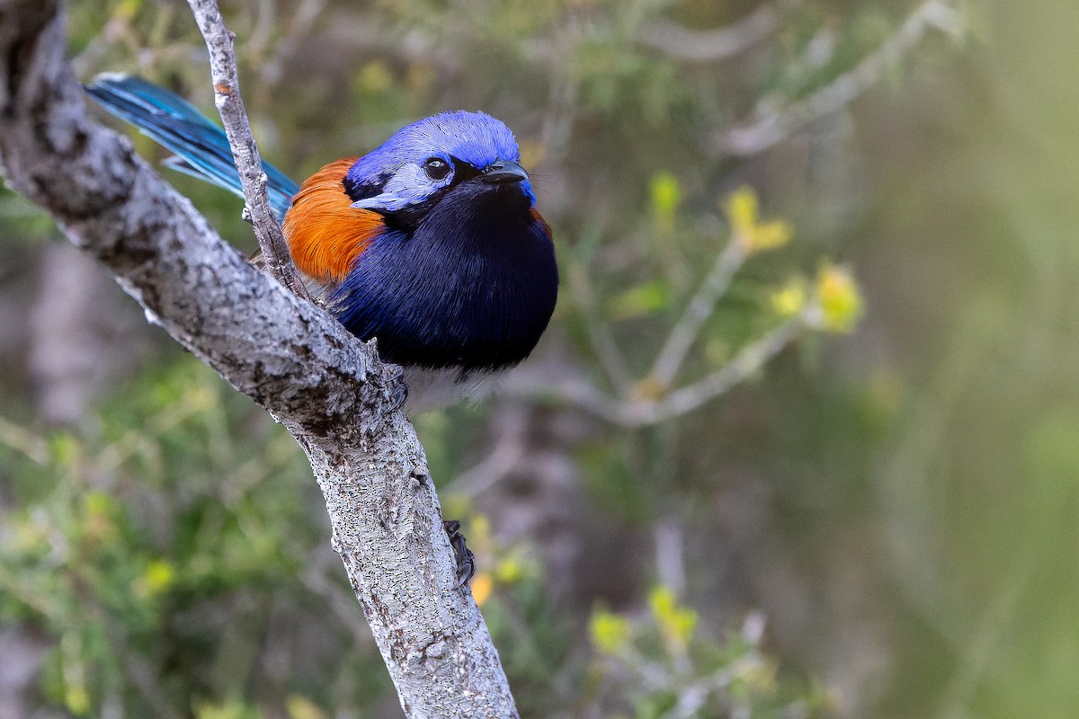 Mérion à gorge bleue - ML625819942