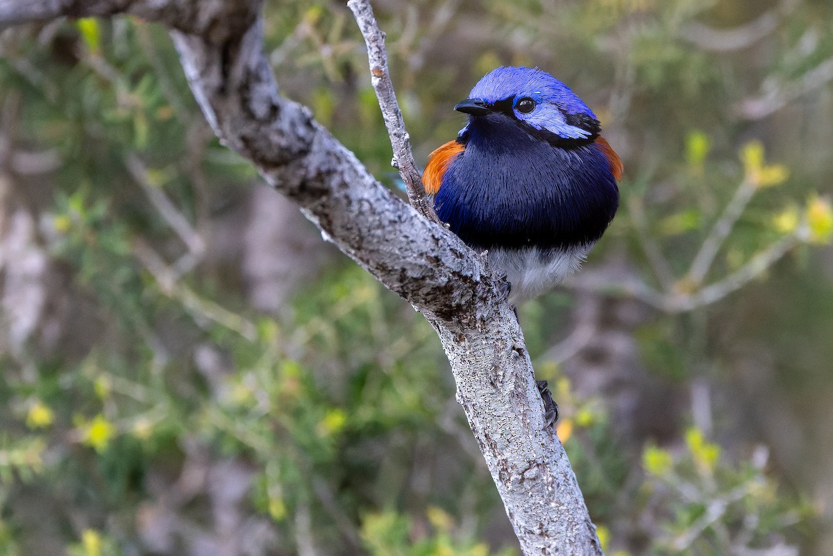 Mérion à gorge bleue - ML625819943