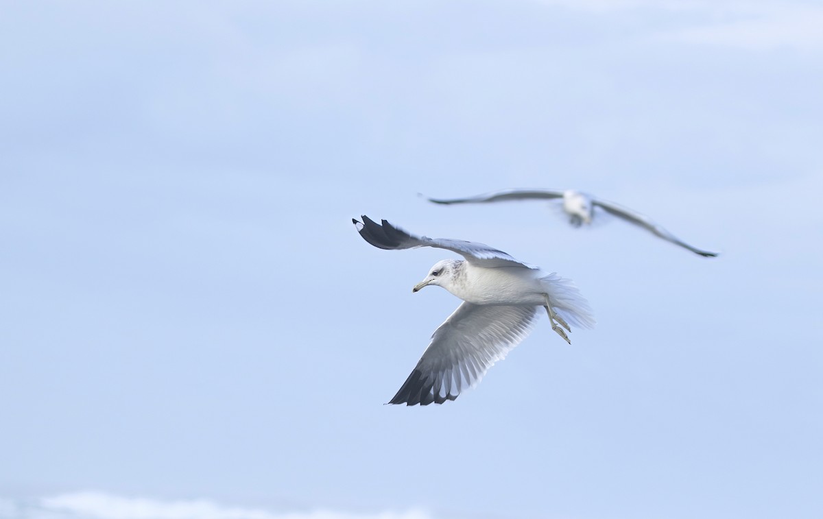 Short-billed Gull - ML625820164