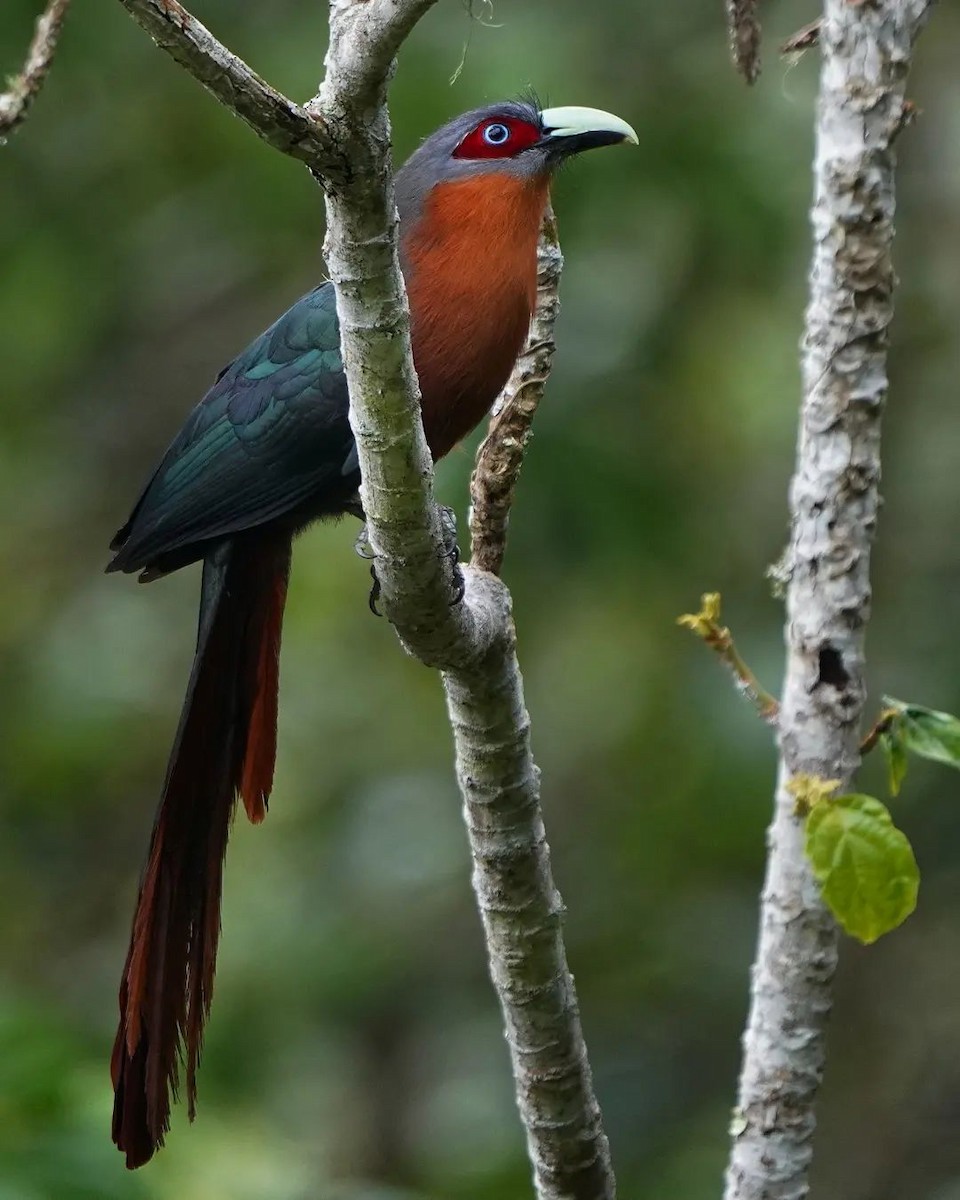 Chestnut-breasted Malkoha - ML625820221