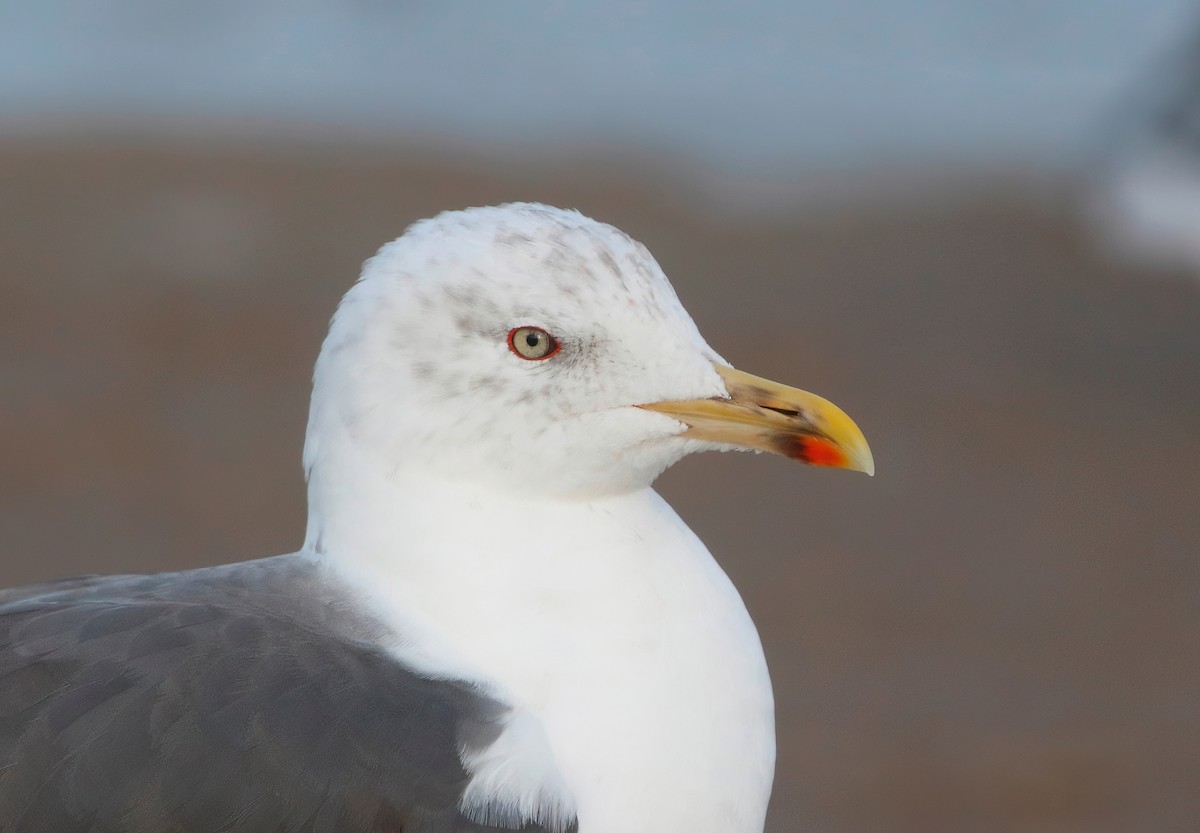 Lesser Black-backed Gull - ML625820285