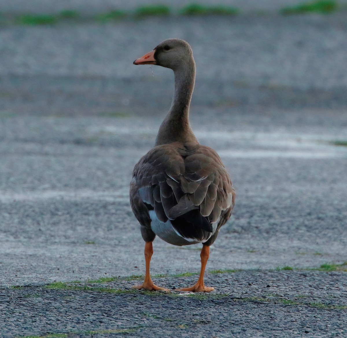 Greater White-fronted Goose - ML625820355